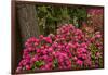 Rhododendrons, Crystal Springs Garden, Portland, Oregon, Usa-Michel Hersen-Framed Photographic Print