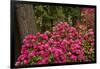 Rhododendrons, Crystal Springs Garden, Portland, Oregon, Usa-Michel Hersen-Framed Photographic Print