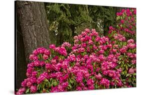 Rhododendrons, Crystal Springs Garden, Portland, Oregon, Usa-Michel Hersen-Stretched Canvas