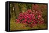 Rhododendrons, Crystal Springs Garden, Portland, Oregon, Usa-Michel Hersen-Framed Stretched Canvas