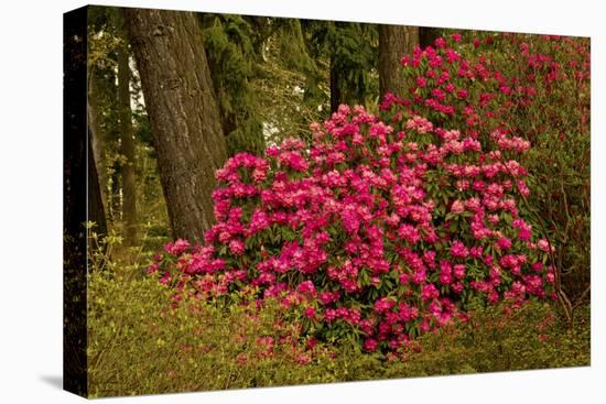 Rhododendrons, Crystal Springs Garden, Portland, Oregon, Usa-Michel Hersen-Stretched Canvas