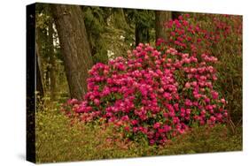 Rhododendrons, Crystal Springs Garden, Portland, Oregon, Usa-Michel Hersen-Stretched Canvas
