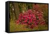 Rhododendrons, Crystal Springs Garden, Portland, Oregon, Usa-Michel Hersen-Framed Stretched Canvas