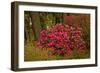 Rhododendrons, Crystal Springs Garden, Portland, Oregon, Usa-Michel Hersen-Framed Photographic Print