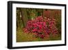 Rhododendrons, Crystal Springs Garden, Portland, Oregon, Usa-Michel Hersen-Framed Photographic Print