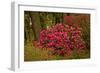 Rhododendrons, Crystal Springs Garden, Portland, Oregon, Usa-Michel Hersen-Framed Photographic Print