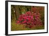 Rhododendrons, Crystal Springs Garden, Portland, Oregon, Usa-Michel Hersen-Framed Photographic Print