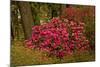 Rhododendrons, Crystal Springs Garden, Portland, Oregon, Usa-Michel Hersen-Mounted Photographic Print