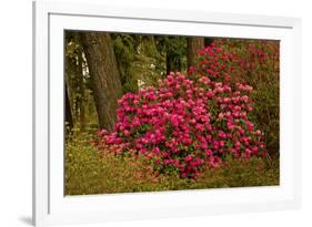 Rhododendrons, Crystal Springs Garden, Portland, Oregon, Usa-Michel Hersen-Framed Photographic Print