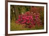 Rhododendrons, Crystal Springs Garden, Portland, Oregon, Usa-Michel Hersen-Framed Photographic Print