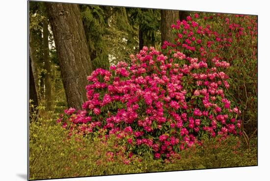 Rhododendrons, Crystal Springs Garden, Portland, Oregon, Usa-Michel Hersen-Mounted Photographic Print