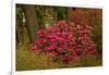 Rhododendrons, Crystal Springs Garden, Portland, Oregon, Usa-Michel Hersen-Framed Photographic Print