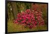 Rhododendrons, Crystal Springs Garden, Portland, Oregon, Usa-Michel Hersen-Framed Photographic Print