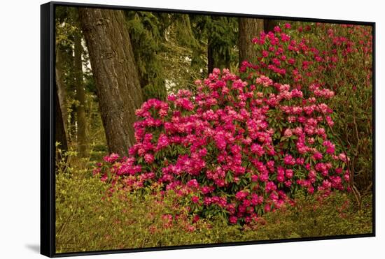 Rhododendrons, Crystal Springs Garden, Portland, Oregon, Usa-Michel Hersen-Framed Stretched Canvas