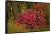 Rhododendrons, Crystal Springs Garden, Portland, Oregon, Usa-Michel Hersen-Framed Stretched Canvas