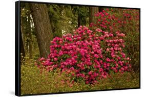 Rhododendrons, Crystal Springs Garden, Portland, Oregon, Usa-Michel Hersen-Framed Stretched Canvas