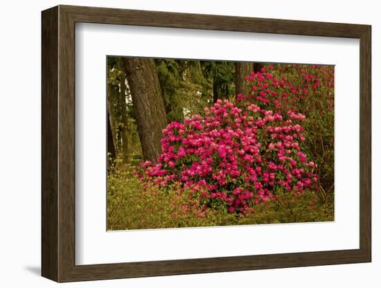 Rhododendrons, Crystal Springs Garden, Portland, Oregon, Usa-Michel Hersen-Framed Photographic Print