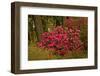 Rhododendrons, Crystal Springs Garden, Portland, Oregon, Usa-Michel Hersen-Framed Photographic Print