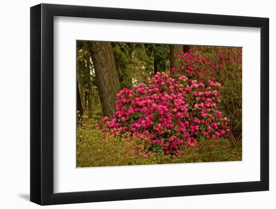 Rhododendrons, Crystal Springs Garden, Portland, Oregon, Usa-Michel Hersen-Framed Photographic Print