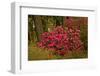 Rhododendrons, Crystal Springs Garden, Portland, Oregon, Usa-Michel Hersen-Framed Photographic Print