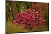 Rhododendrons, Crystal Springs Garden, Portland, Oregon, Usa-Michel Hersen-Mounted Photographic Print