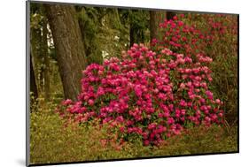 Rhododendrons, Crystal Springs Garden, Portland, Oregon, Usa-Michel Hersen-Mounted Photographic Print