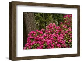 Rhododendrons, Crystal Springs Garden, Portland, Oregon, Usa-Michel Hersen-Framed Photographic Print