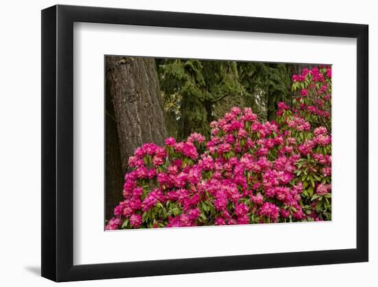 Rhododendrons, Crystal Springs Garden, Portland, Oregon, Usa-Michel Hersen-Framed Photographic Print