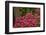 Rhododendrons, Crystal Springs Garden, Portland, Oregon, Usa-Michel Hersen-Framed Photographic Print