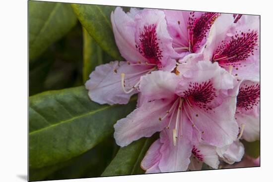 Rhododendrons Flowering in the Siuslaw NF Near Reedsport, Oregon, USA-Chuck Haney-Mounted Premium Photographic Print