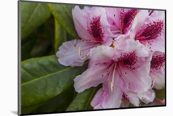 Rhododendrons Flowering in the Siuslaw NF Near Reedsport, Oregon, USA-Chuck Haney-Mounted Photographic Print