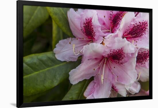 Rhododendrons Flowering in the Siuslaw NF Near Reedsport, Oregon, USA-Chuck Haney-Framed Photographic Print