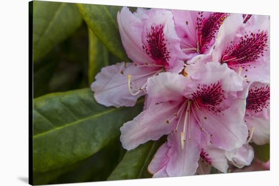 Rhododendrons Flowering in the Siuslaw NF Near Reedsport, Oregon, USA-Chuck Haney-Stretched Canvas