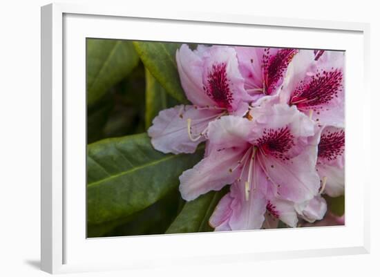 Rhododendrons Flowering in the Siuslaw NF Near Reedsport, Oregon, USA-Chuck Haney-Framed Photographic Print