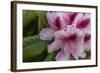 Rhododendrons Flowering in the Siuslaw NF Near Reedsport, Oregon, USA-Chuck Haney-Framed Photographic Print