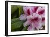 Rhododendrons Flowering in the Siuslaw NF Near Reedsport, Oregon, USA-Chuck Haney-Framed Photographic Print