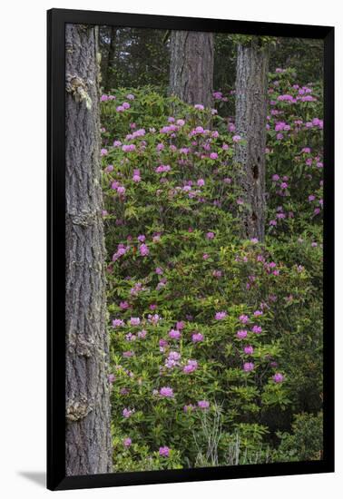 Rhododendrons Flowering in the Siuslaw NF Near Reedsport, Oregon, USA-Chuck Haney-Framed Photographic Print