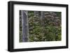 Rhododendrons Flowering in the Siuslaw NF Near Reedsport, Oregon, USA-Chuck Haney-Framed Photographic Print