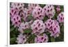 Rhododendrons Flowering in the Siuslaw NF Near Reedsport, Oregon, USA-Chuck Haney-Framed Photographic Print