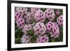 Rhododendrons Flowering in the Siuslaw NF Near Reedsport, Oregon, USA-Chuck Haney-Framed Photographic Print