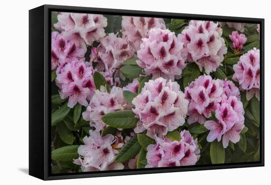 Rhododendrons Flowering in the Siuslaw NF Near Reedsport, Oregon, USA-Chuck Haney-Framed Stretched Canvas