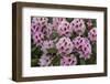 Rhododendrons Flowering in the Siuslaw NF Near Reedsport, Oregon, USA-Chuck Haney-Framed Photographic Print