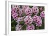 Rhododendrons Flowering in the Siuslaw NF Near Reedsport, Oregon, USA-Chuck Haney-Framed Photographic Print