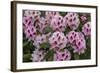 Rhododendrons Flowering in the Siuslaw NF Near Reedsport, Oregon, USA-Chuck Haney-Framed Photographic Print