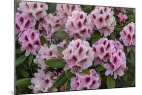 Rhododendrons Flowering in the Siuslaw NF Near Reedsport, Oregon, USA-Chuck Haney-Mounted Photographic Print