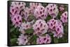 Rhododendrons Flowering in the Siuslaw NF Near Reedsport, Oregon, USA-Chuck Haney-Framed Stretched Canvas