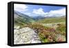 Rhododendrons frame the green alpine landscape, Montespluga, Chiavenna Valley, Valtellina, Italy-Roberto Moiola-Framed Stretched Canvas