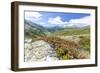 Rhododendrons frame the green alpine landscape, Montespluga, Chiavenna Valley, Valtellina, Italy-Roberto Moiola-Framed Premium Photographic Print