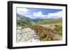 Rhododendrons frame the green alpine landscape, Montespluga, Chiavenna Valley, Valtellina, Italy-Roberto Moiola-Framed Premium Photographic Print