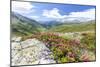 Rhododendrons frame the green alpine landscape, Montespluga, Chiavenna Valley, Valtellina, Italy-Roberto Moiola-Mounted Premium Photographic Print